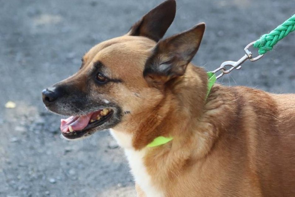 Czy Beny pamięta jeszcze świat bez krat? Weteran schroniska w Łodzi czeka na rodzinę