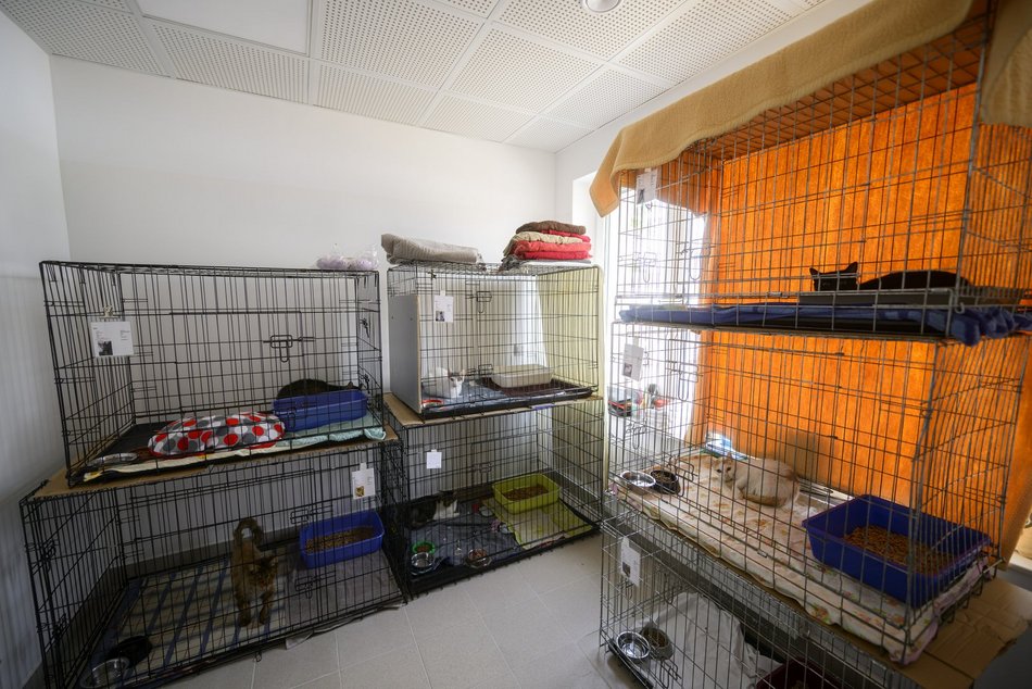 Schronisko w Łodzi świętuje koniec remontu! I zaczyna współpracę m.in. z Widzewem Łódź