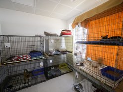 Schronisko w Łodzi świętuje koniec remontu! I zaczyna współpracę m.in. z Widzewem Łódź