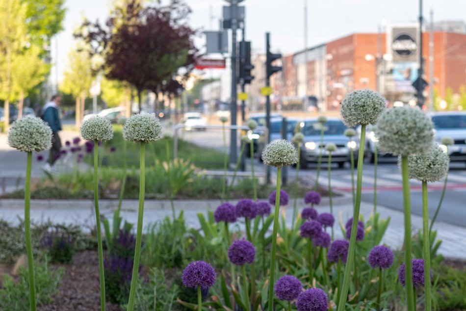 Czosnki rozkwitły w Łodzi. Fioletowe kwiaty upiększają miasto