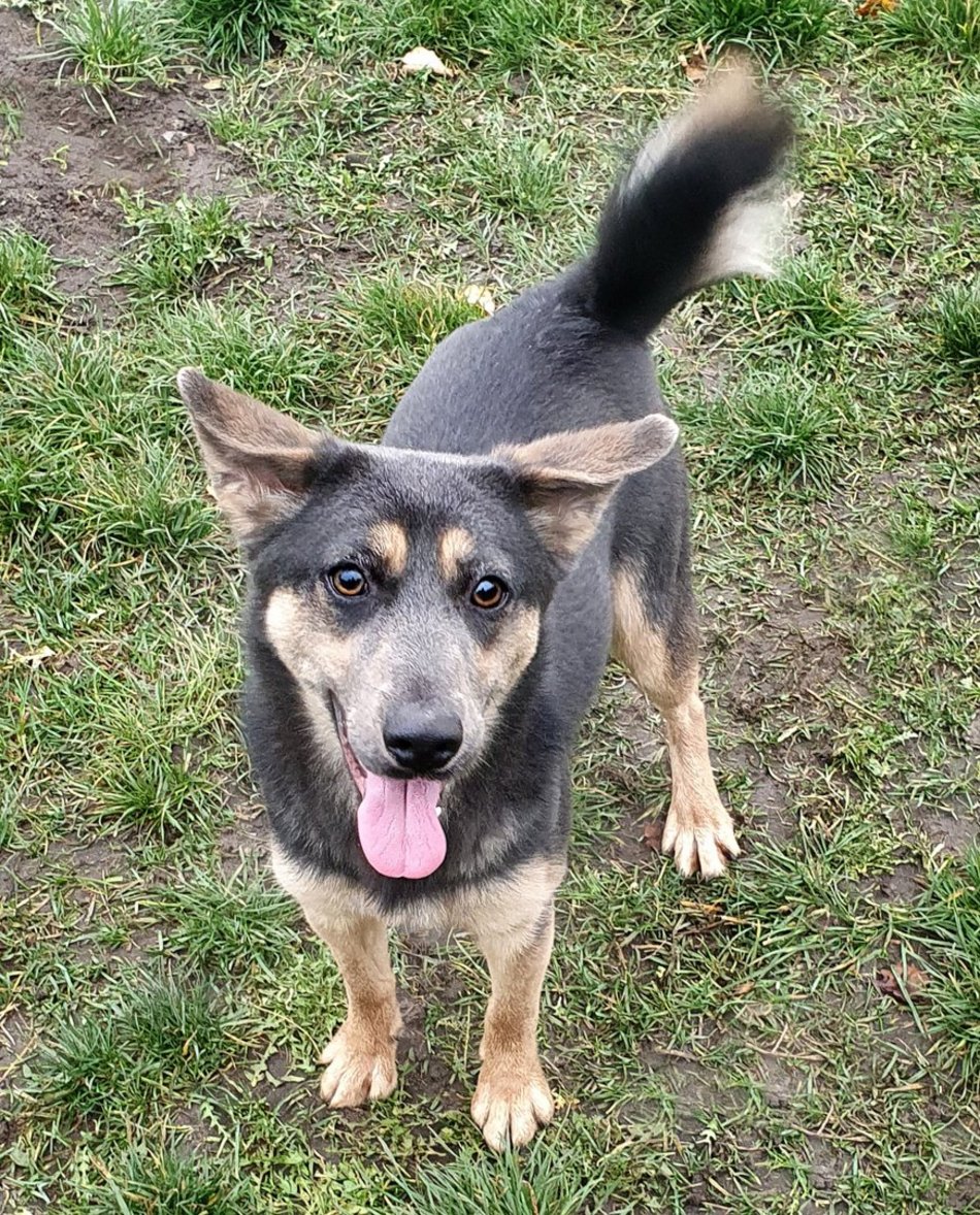 Schronisko w Łodzi. Kochająca ludzi Doris szuka nowego domu.