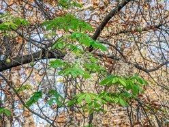 kwitnące kasztanowce