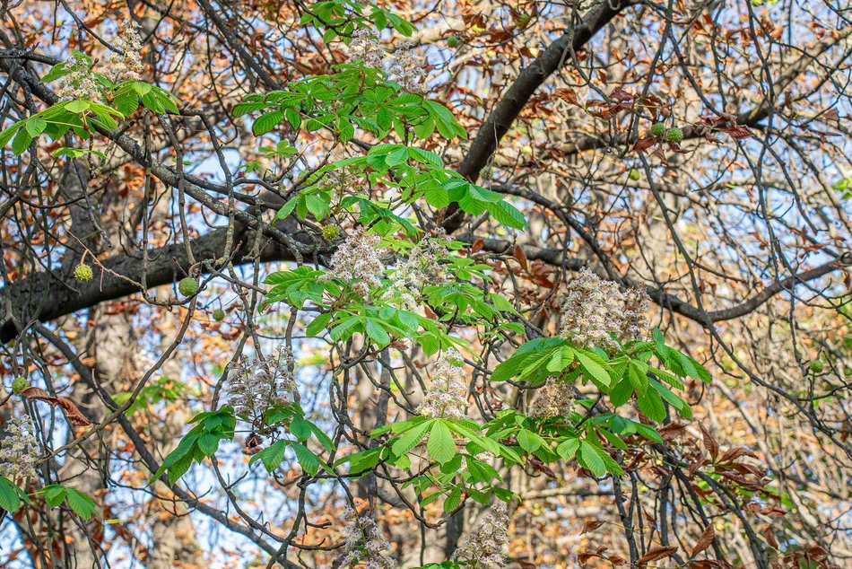 kwitnące kasztanowce