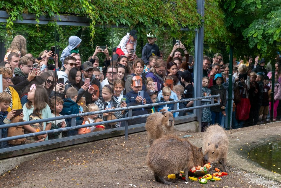 Łódź. Zlot Fanów Kapibary w Orientarium Zoo Łódź. Świetna frekwencja mimo niepogody