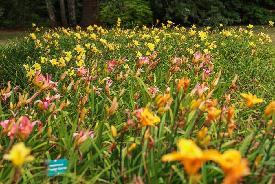 Łódź. Liliowce zachwycają w Ogrodzie Botanicznym w Łodzi. Widok zapierający dech!