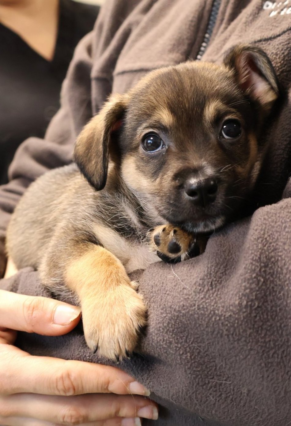 Łódź. Pies Mario ze schroniska w Łodzi