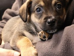 Łódź. Pies Mario ze schroniska w Łodzi