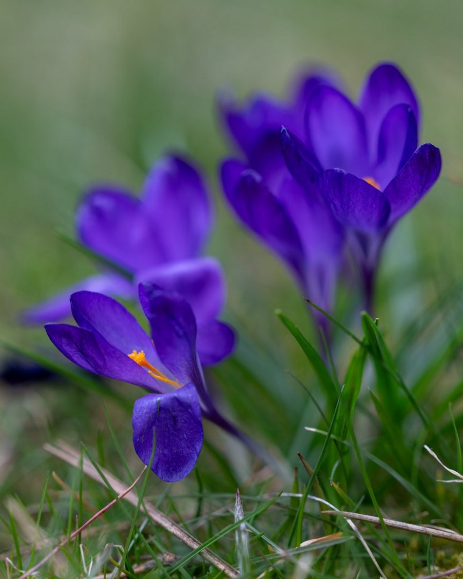 Wiosenny Ogród Botaniczny w Łodzi. Spacer wśród budzącej się do życia przyrody