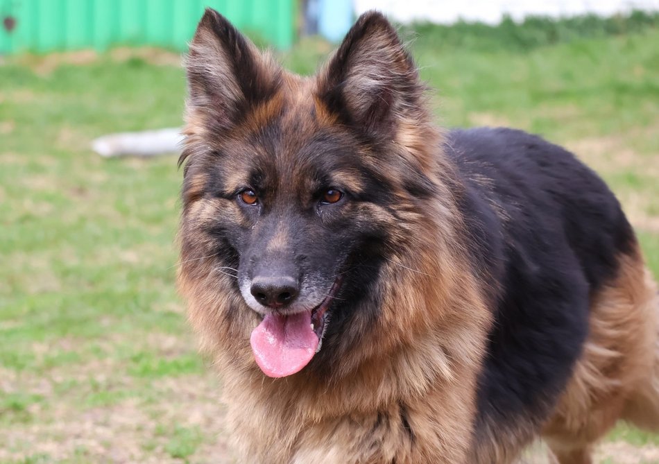 Łódź. Urocza Suzana ze schroniska w Łodzi pragnie miłości. Otwórz swoje serce i adoptuj!