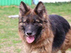 Łódź. Urocza Suzana ze schroniska w Łodzi pragnie miłości. Otwórz swoje serce i adoptuj!