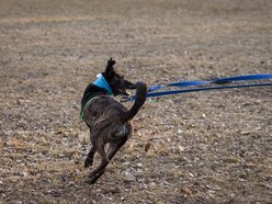 Łódź. Trójnogi Natan ze schroniska w Łodzi znalazł dom! Poznaj Martę i Kasię, które obdarzyły go miłością