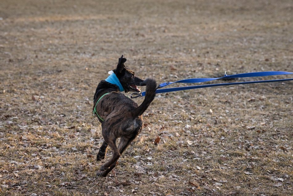 Łódź. Trójnogi Natan ze schroniska w Łodzi znalazł dom! Poznaj Martę i Kasię, które obdarzyły go miłością