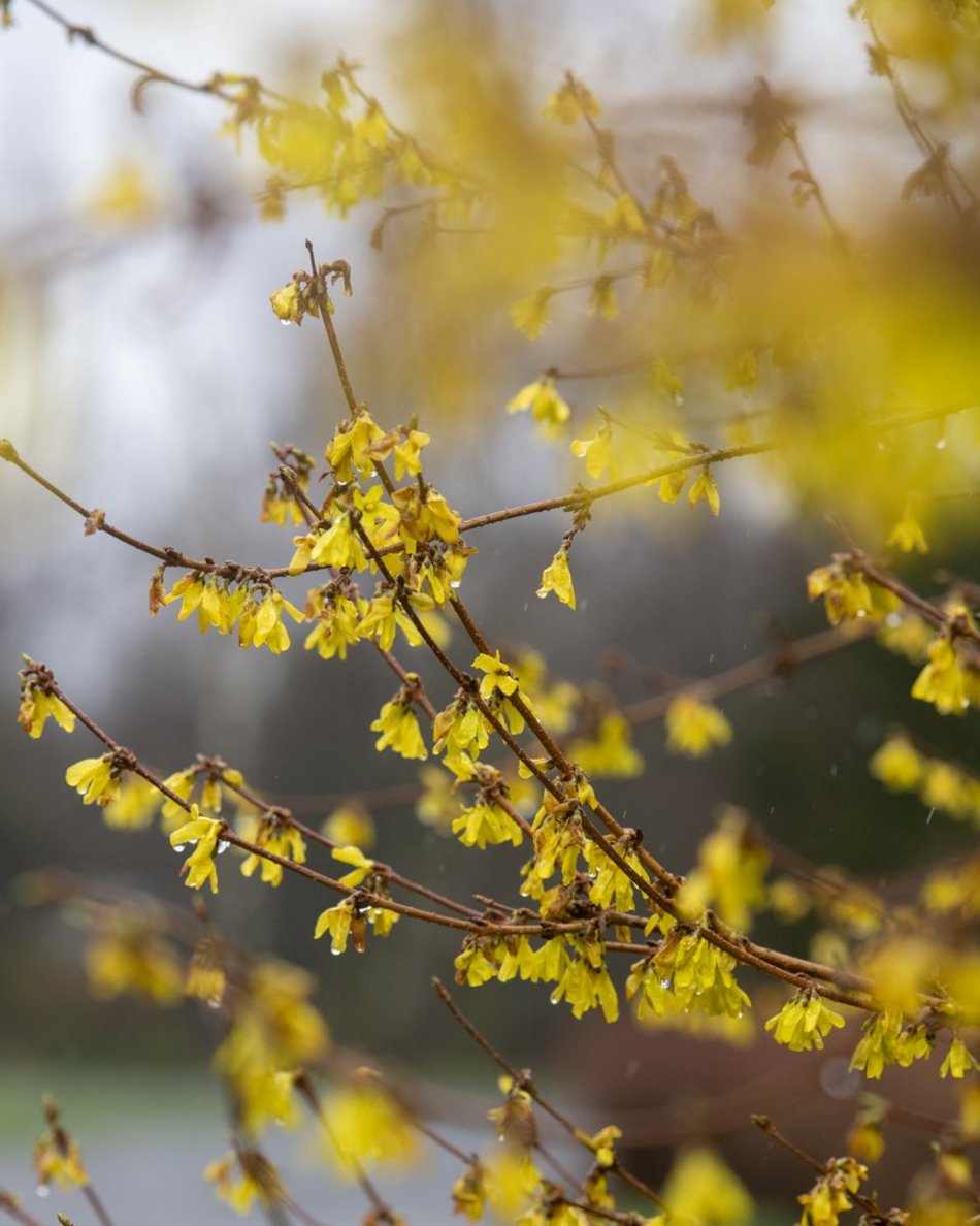 Ogród Botaniczny w Łodzi