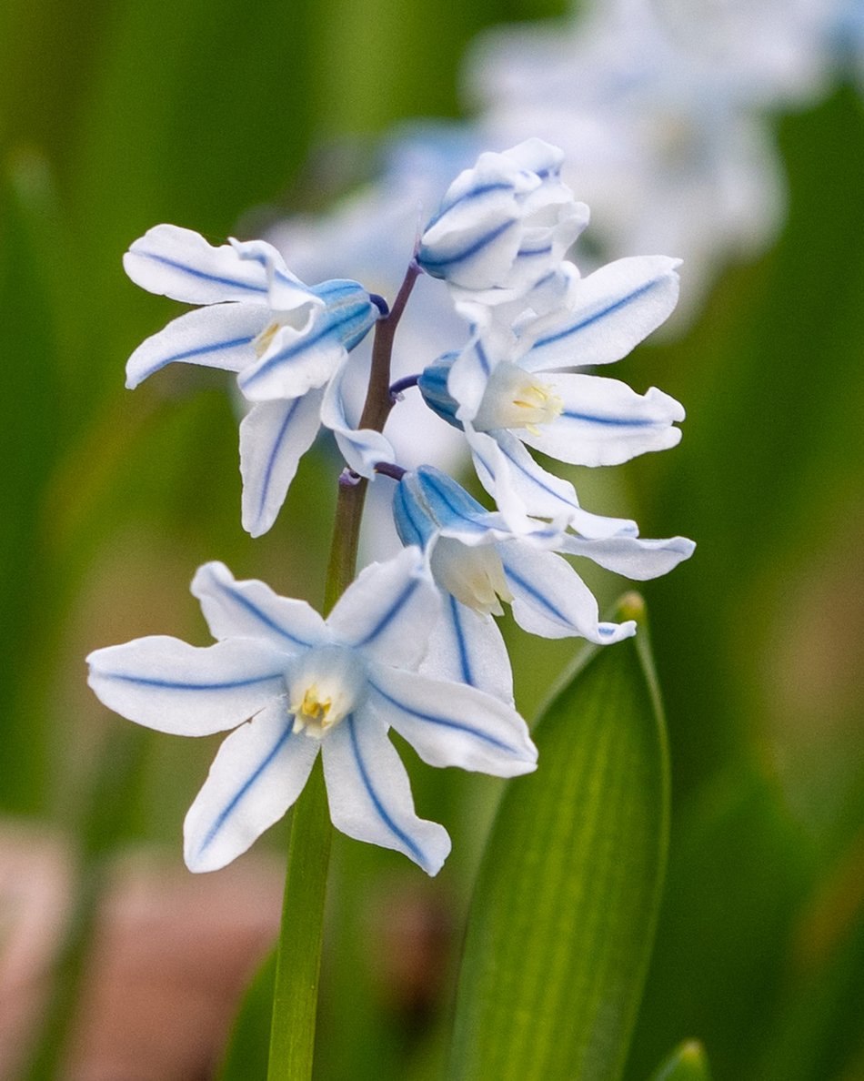 Wiosenny Ogród Botaniczny w Łodzi. Spacer wśród budzącej się do życia przyrody