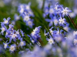 Wiosenny Ogród Botaniczny w Łodzi. Spacer wśród budzącej się do życia przyrody