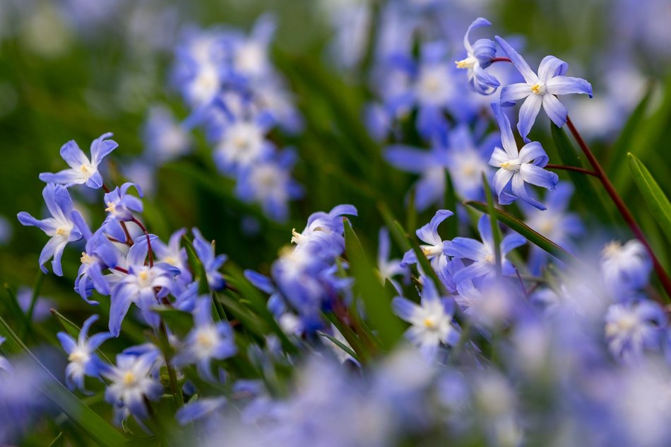 Wiosenny Ogród Botaniczny w Łodzi. Spacer wśród budzącej się do życia przyrody