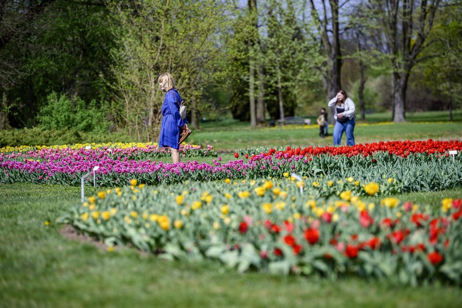 Morze tulipanów w Ogrodzie Botanicznym w Łodzi. Nie możesz tego przegapić