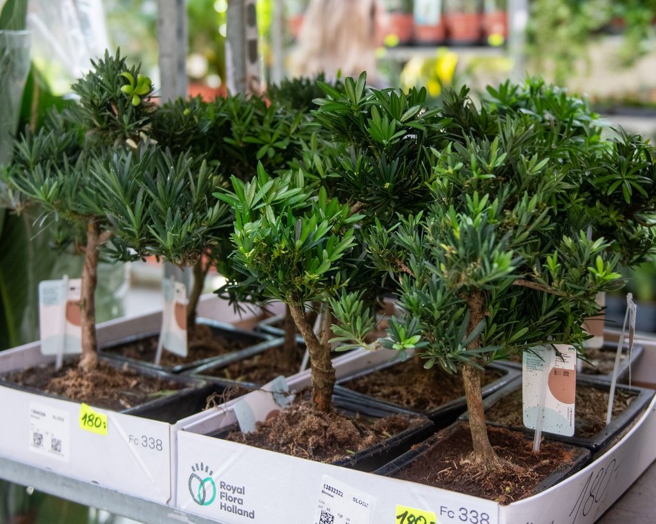 Pierwsze Targi roślin egzotycznych w Orientarium Zoo Łódź. Ale okazy!