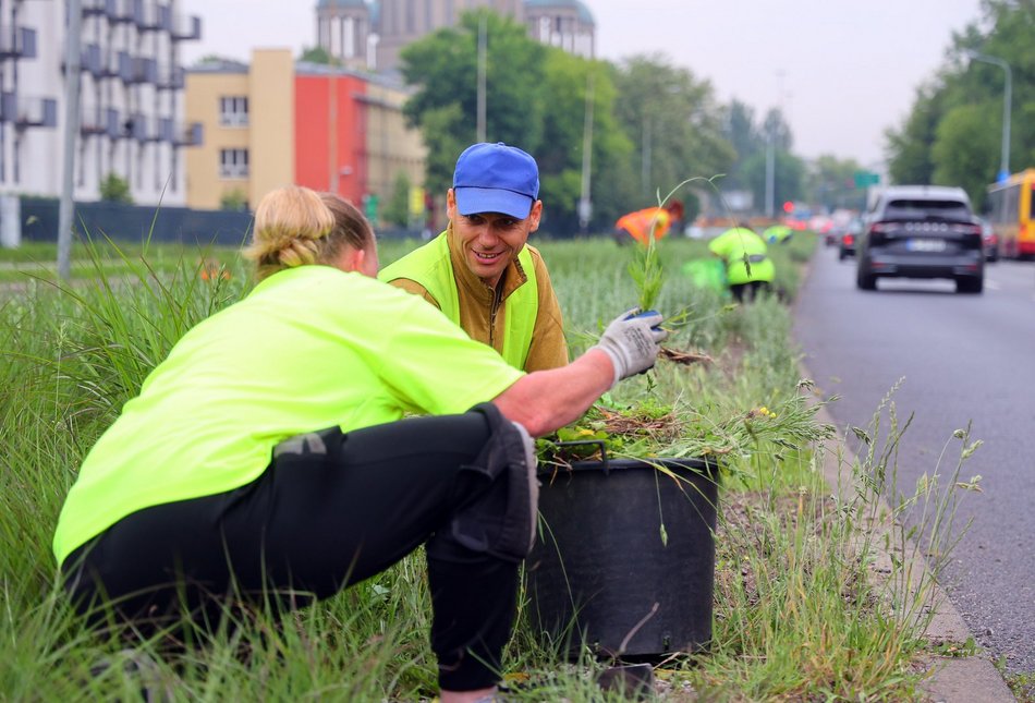 Precz z chwastami przy Kopcińskiego. Tak dba się o zieleń w Łodzi