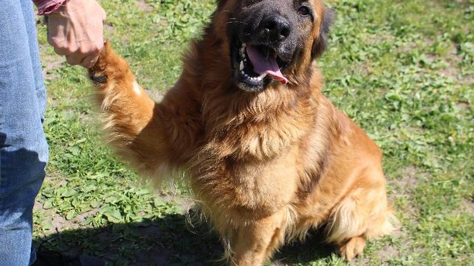 Łódź. Świetny wynik schroniska w Łodzi w październiku. Ponad 100 zwierząt znalazło nowy dom