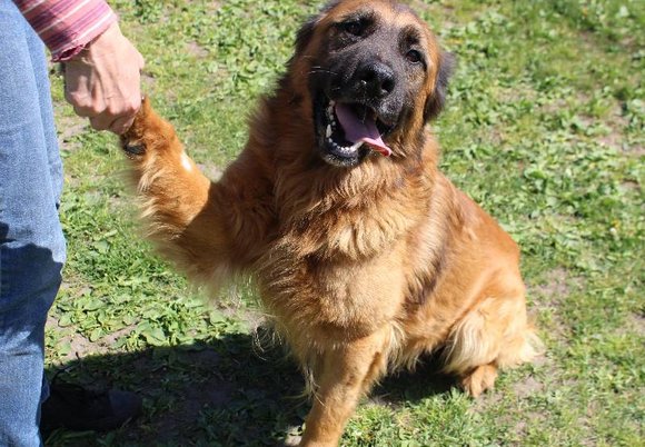 Łódź. Świetny wynik schroniska w Łodzi w październiku. Ponad 100 zwierząt znalazło nowy dom