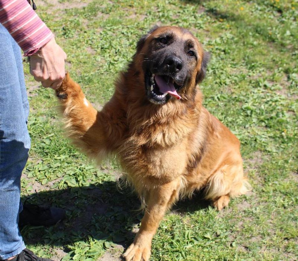 Łódź. Świetny wynik schroniska w Łodzi w październiku. Ponad 100 zwierząt znalazło nowy dom