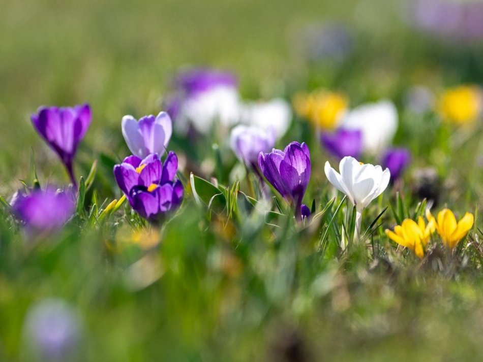 Łódź. Żonkile i krokusy opanowały Piłsudskiego. Wiosna w Łodzi w najpiękniejszym wydaniu