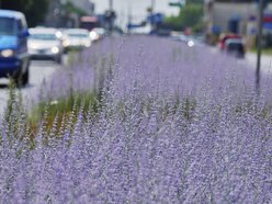 Kwiatowa łąka na ul. Kopcińskiego w Łodzi