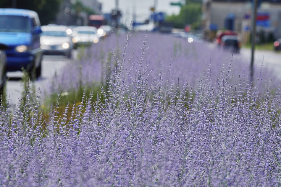 Kwiatowa łąka na ul. Kopcińskiego w Łodzi