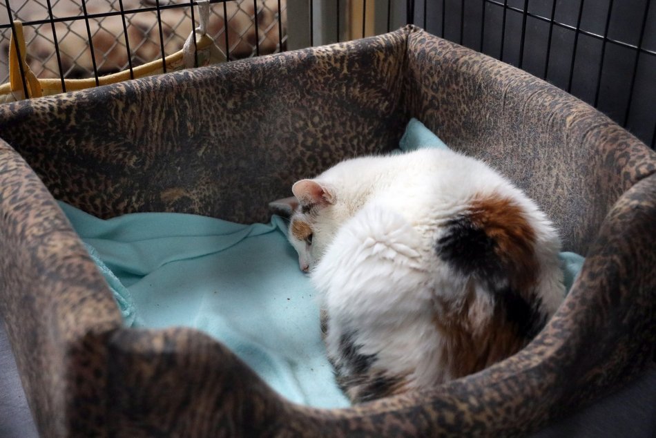 Schronisko w Łodzi. Mnóstwo zwierząt czeka na na nowy dom!