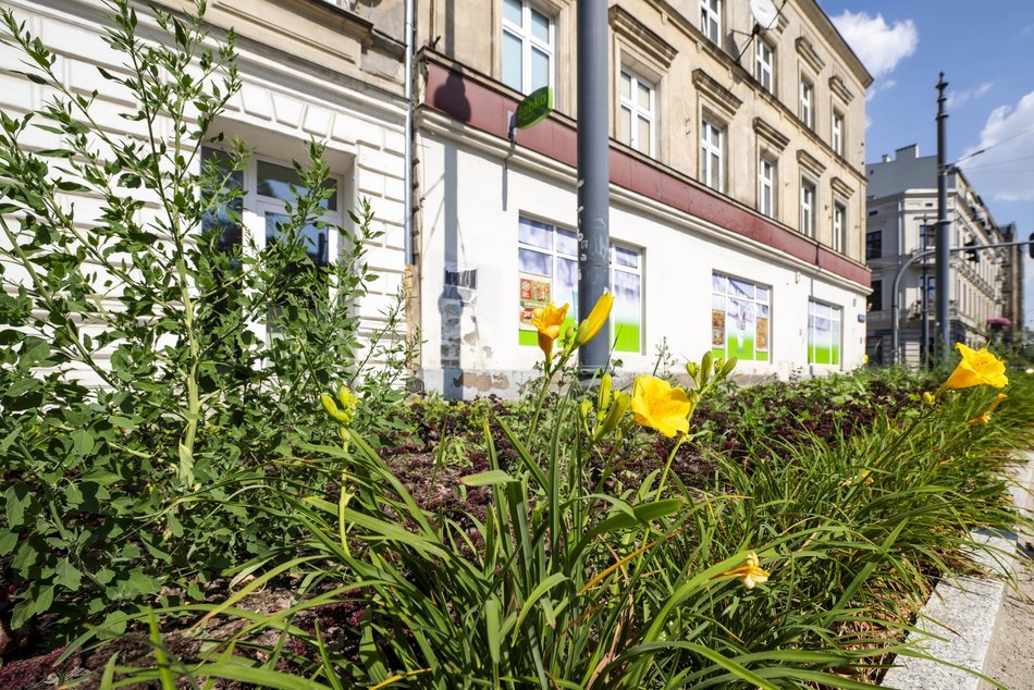 Nowe rośliny w centrum Łodzi!