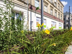 Nowe rośliny w centrum Łodzi!
