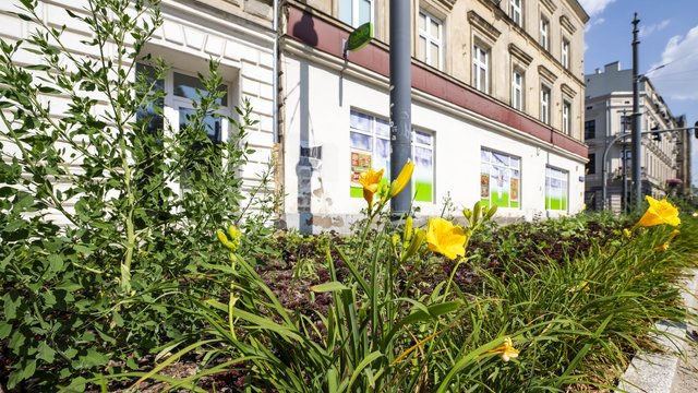 Mniej betonu, więcej kwiatów! Przy Narutowicza zakwitły nowe rośliny [ZDJĘCIA]