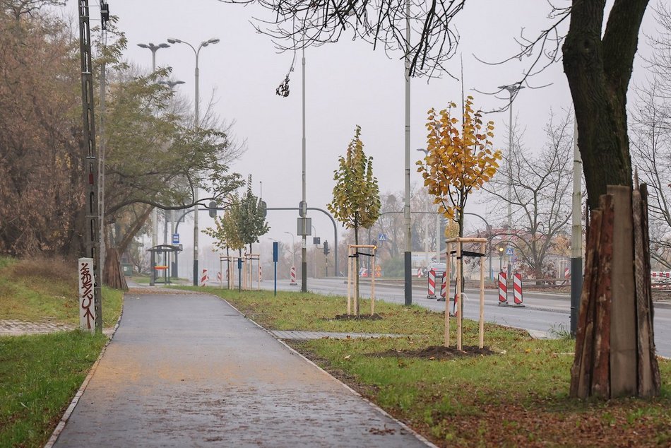 Łódź coraz bardziej zielona! Nowe drzewa pojawiły się na Górnej