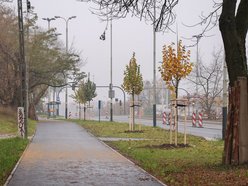 Łódź coraz bardziej zielona! Nowe drzewa pojawiły się na Górnej