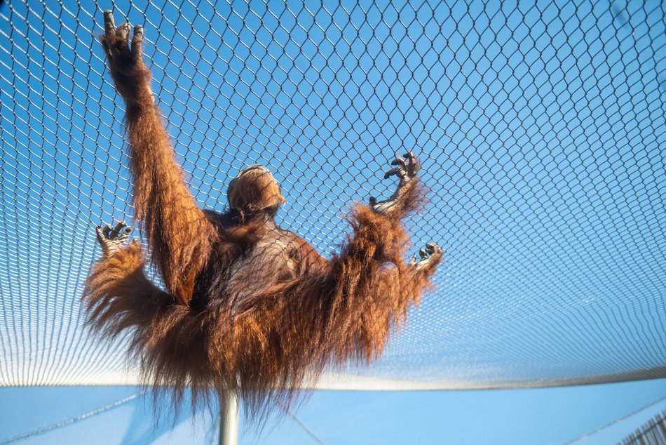 Orangutany hasają już na dworze! Nowy wybieg dla zwierzaków w Orientarium Zoo Łódź