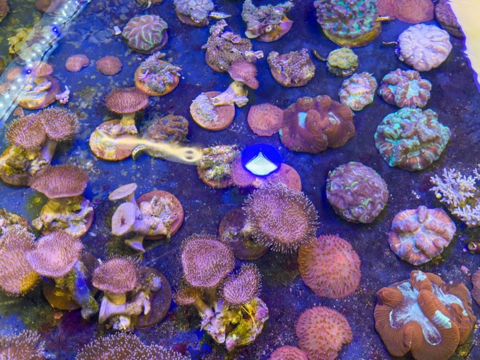 Łódź. Największy przemyt w historii udaremniony! Niemal 1000 koralowców uratowanych przez Orientarium