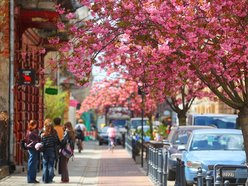 Przepiękne wiśnie kwitną na woonerfie Traugutta