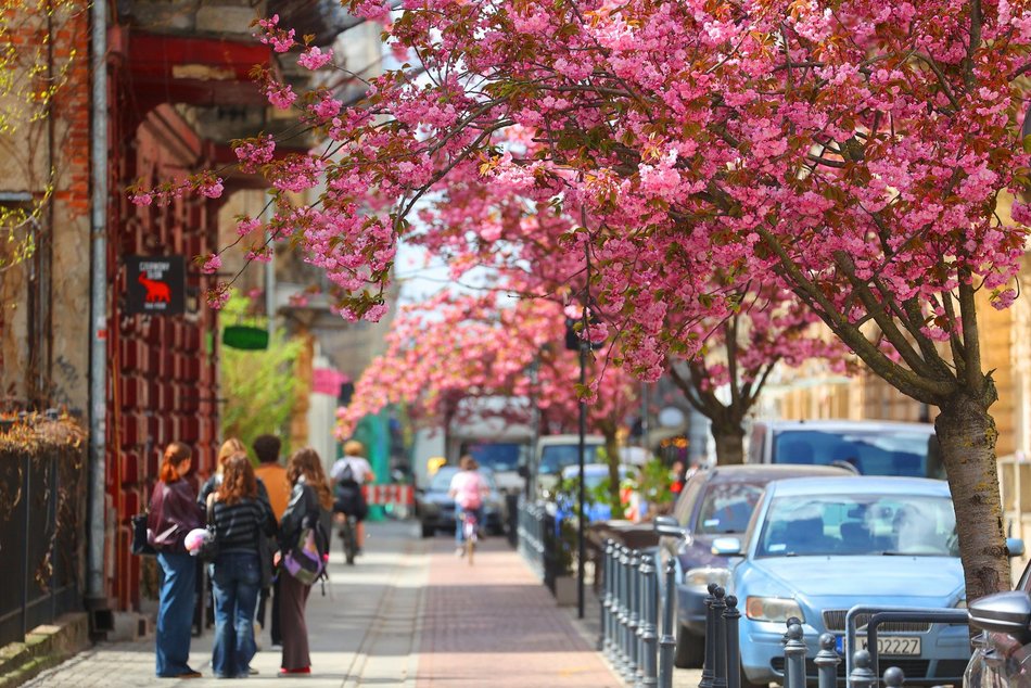 Przepiękne wiśnie kwitną na woonerfie Traugutta