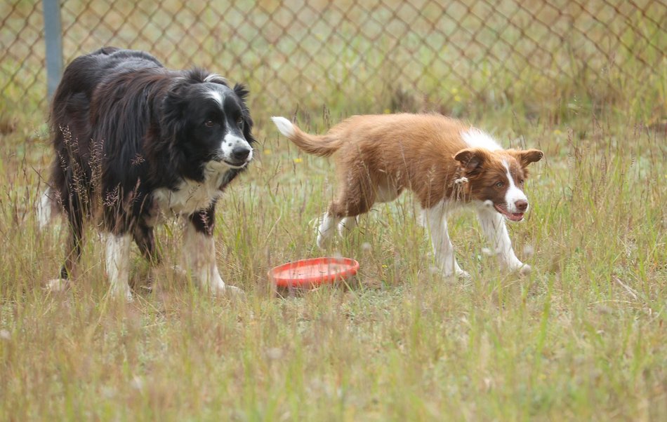 Uwierzysz, że to pracownicy lotniska w Łodzi? Psia ekipa z sokolnikiem Andrzejem Fijałkowskim na czele