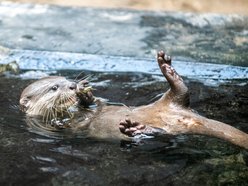 Wyderka orientalna z Orientarium Zoo Łódź