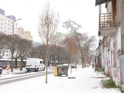Łódź. Nowe nasadzenia w całym mieście