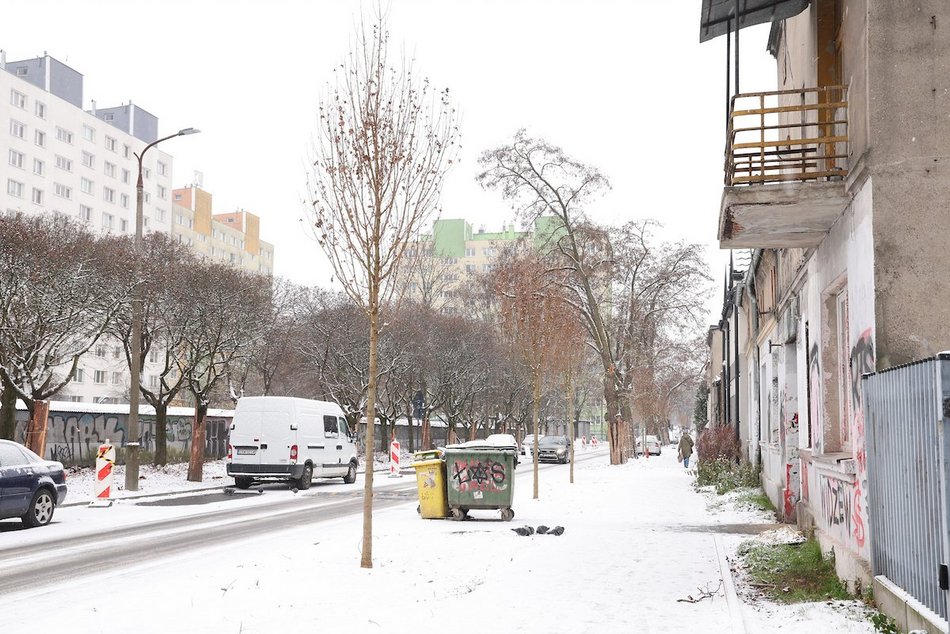 Łódź. Nowe nasadzenia w całym mieście