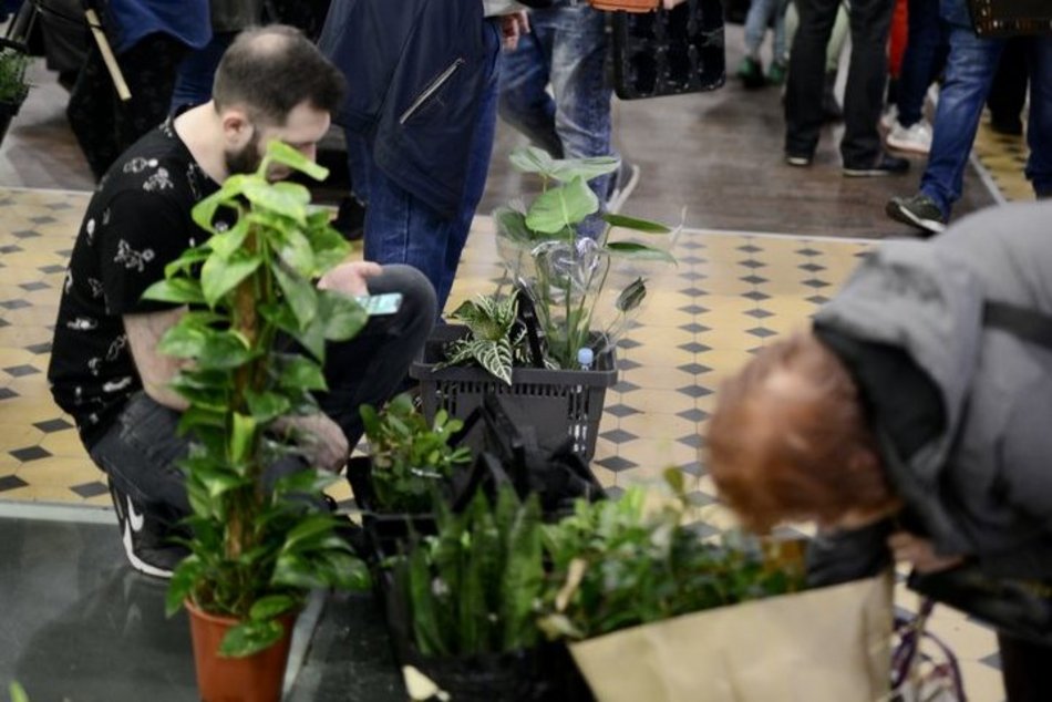 Festiwal Roślin w EC1 Łódź. Zobacz, jakie okazy możesz tu upolować. Jeszcze zdążysz!