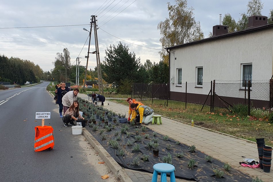 kadry z sadzenia lawendy przy chodniku ulicy Prądzyńskiego