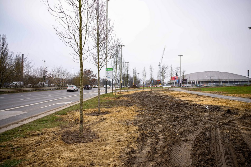 Łódź. Nowe drzewa na Bandurskiego w Łodzi. To początek zielonej rewolucji w tej okolicy