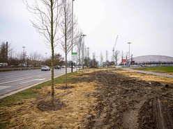 Łódź. Nowe drzewa na Bandurskiego w Łodzi. To początek zielonej rewolucji w tej okolicy