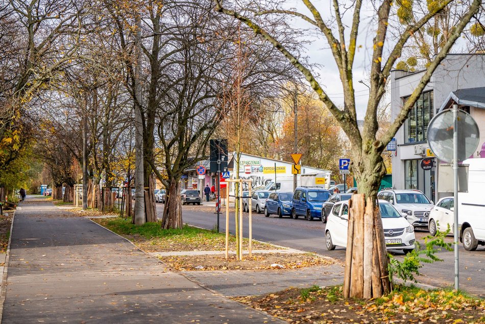 Łódź. Nowe drzewa przy Ciołkowskiego w Łodzi. Oczyszczą powietrze i upiększą okolicę