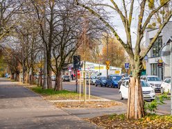 Łódź. Nowe drzewa przy Ciołkowskiego w Łodzi. Oczyszczą powietrze i upiększą okolicę