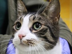 Łódź. Duduś czeka na nową rodzinę w schronisku w Łodzi